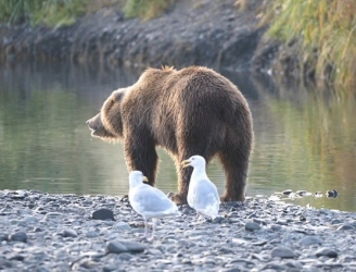 bear2