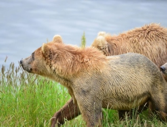 bear3