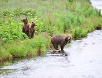 bears_cubs