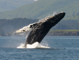 Humpback_Whale