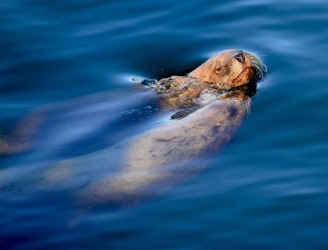 Sea_lion