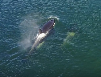 orcas