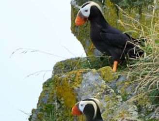 puffins