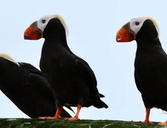 puffins3_1-b2