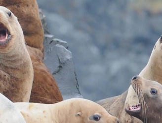 sealions_1-b