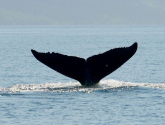 whale_tail