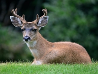 Deer