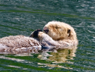 Sea_Otter