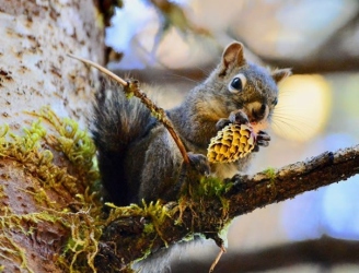 Squirrel