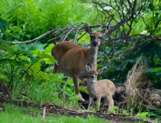 deer2
