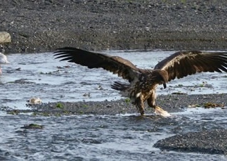eagle