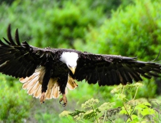 eagle1_1-b