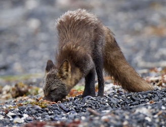 fox