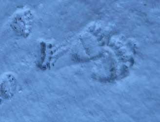 Bear_Prints