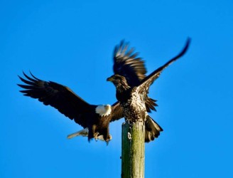 Winter_Eagle