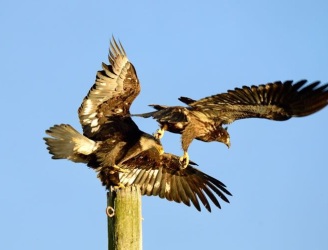 Winter_Eagle2