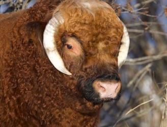 bull