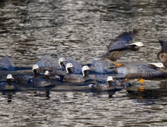 ducks