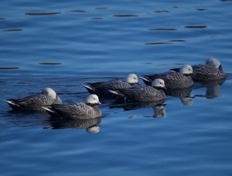 ducks2