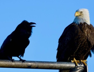 eagle_Raven