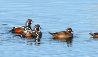 winter_ducks
