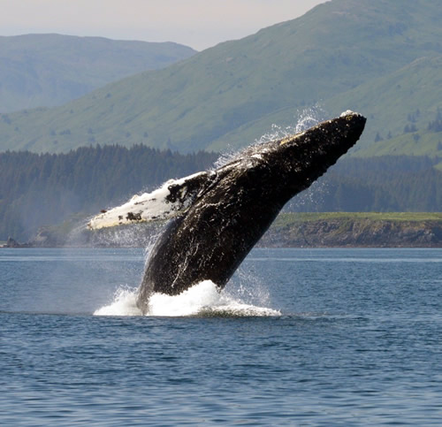 Humpback Whale