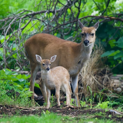 Kodiak Deer